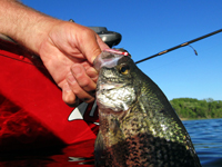 Crappie caught by Chad peterson, Alexandria MN