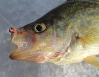 Ice Fishing Crappie