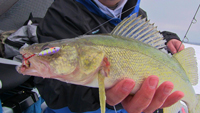 Red Lake Walleye