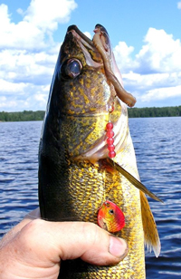 Walleye caught on Kabetogama trolling Northland Spinner