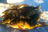 Ball Club Lake Perch