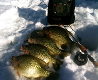 Crappie Ice Fishing