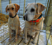 Yellow Labs