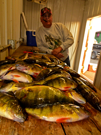 Bag limit of Perch caught by Kyle and Karen Reynolds