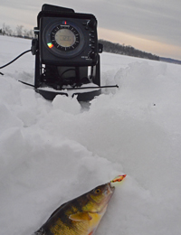 Perch on Ice 