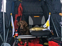 Image of Walleye in portable Ice Shelter