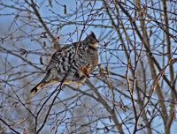 Image of Ruffed Grouse in Alder Bush