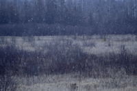 Snow Falling Over Tall Grass