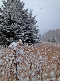 Image of snow covered pine trees