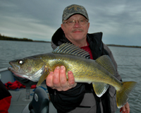 Walleye caught by Erling Hommedahl