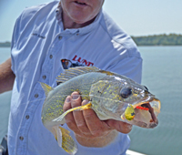 Walleye caught on Leech Lake