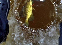 Crappie coming into ice hole