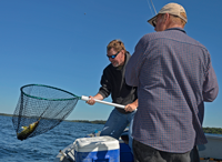 image of Walleye