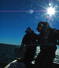 image of fishermen netting fish