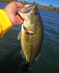 image of Jeff Sundin with a nice Largemouth Bass