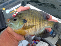 image of Bluegill in hand