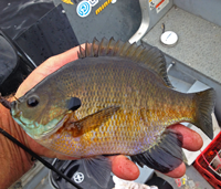 image of giant Bluegill in hand