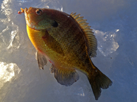 image of Bluegill and bait on ice