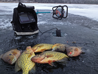 image of panfish on ice