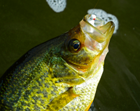 image of Bowstring Lake Crappie