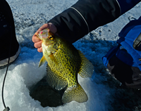 image of Crappie coming out of an ice fishing hole