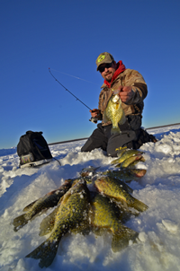 image of grand rapids fishing guide Zach Dagel with limit of Crappies on Bowstring Lake