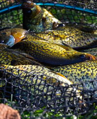 image of Crappies in beckman landing net