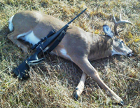 image of buck deer on ground