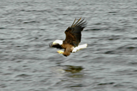 Eagle catching fish