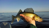 image of Red Lake Walleye in the hand of a fisherman