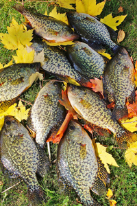 image of Fall Crappies