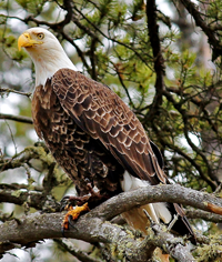 image of Bald Eagle