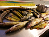 image of Walleye and Crappie taken from Ball Club Lake