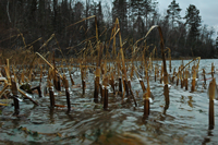 image of ice forming on Cattails at Chase Lake