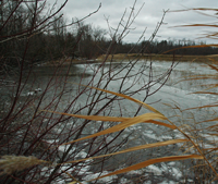 image of ice forming on shoreline of Moose Lake