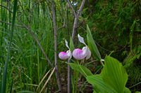 image of Lady Slippers Growing Wild on July 4, 2014