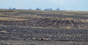 image of cattail slough drained dry