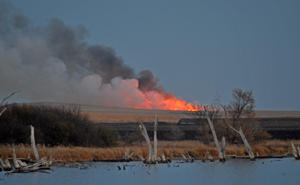 image of cattail slough being burned