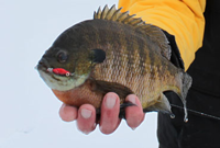 image of big bluegill links to Lindy Blog