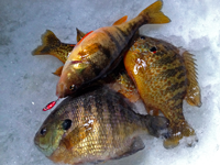 image of Bluegill, Sunfish and Perch on ice