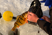 image of Jumbo Perch on Devils Lake 