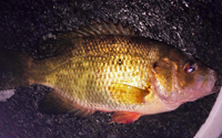 image of Rock Bass