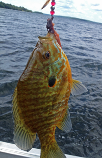 image of Sunfish caught on a spinner rig