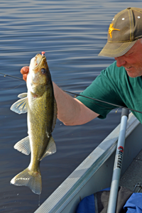 image of fishing guide Jeff Sundin landing Red Lake Walleye