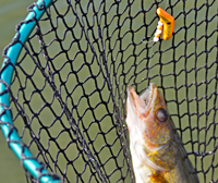 image of Walleye caught on Li'l Guy in net