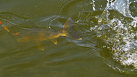 image of Walleye in the water coming toward the boat