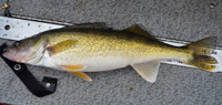 image of fat Lake winnie walleye