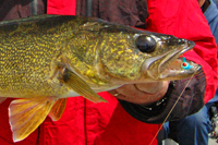 image of Walleye caught on a 1/4 ounce Lindy Jig