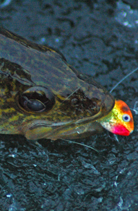 Image of Walleye on the ice at Lake Winnie