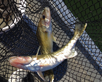 image of two Walleyes in landing net